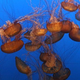 Illustration for article titled Fish live in fear of deadly jellyfish poop